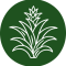 Curso_0000s_0000_bromelia